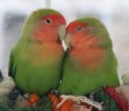 /album/leuke-fotos/cute-lovebird-2-jpg/